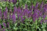 Salvia nemorosa 'Mainacht' - Afbeelding 2