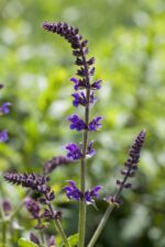 Salvia nemorosa 'Mainacht' - Afbeelding 3
