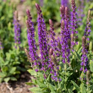 Salvia nemorosa 'Ostfriesland'