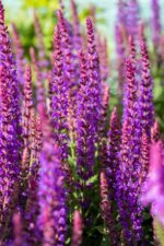 Salvia nemorosa 'Ostfriesland' - Afbeelding 2