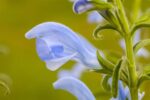 Salvia pratensis - Afbeelding 2