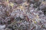 Sambucus nigra 'Black Lace'