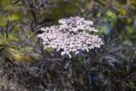 Sambucus nigra 'Black Lace' - Afbeelding 2