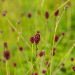 Sanguisorba officinalis 'Tanna'