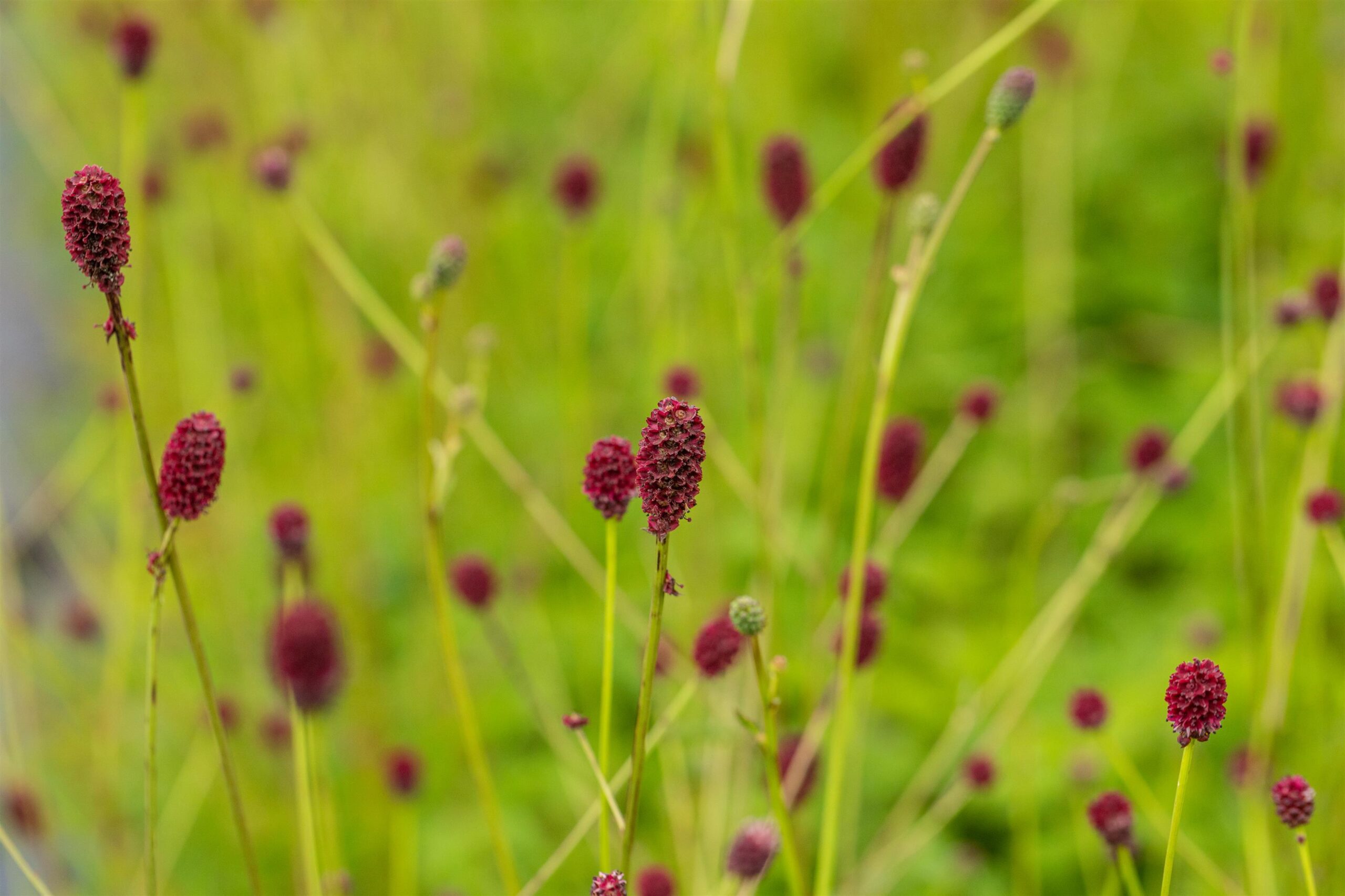 Sanguisorba-o-Tanna-3 Sanguisorba officinalis 'Tanna' - Afbeelding 1
