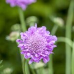 Scabiosa columbaria 'Pink Mist'
