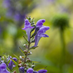 Scutellaria incana