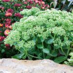 Sedum 'Herbstfreude'