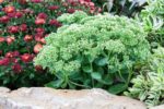 Sedum 'Herbstfreude'