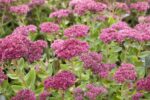 Sedum 'Herbstfreude' - Afbeelding 2