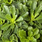 Sedum floriferum 'Weihenstephaner Gold'