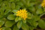 Sedum floriferum 'Weihenstephaner Gold' - Afbeelding 2