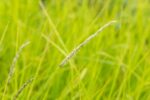 Sesleria autumnalis - Afbeelding 2
