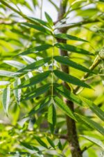 Sorbus 'Dodong'