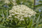 Sorbus 'Dodong' - Afbeelding 2