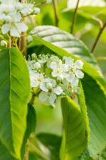 Sorbus 'Red Robin'
