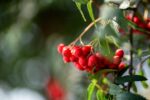 Sorbus 'Red Robin' - Afbeelding 2