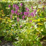 Stachys monieri 'Hummelo'