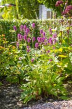 Stachys monieri 'Hummelo'