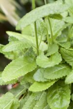 Stachys monieri 'Hummelo' - Afbeelding 2