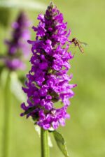 Stachys monieri 'Hummelo' - Afbeelding 3