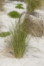 Stipa tenuissima
