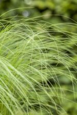 Stipa tenuissima - Afbeelding 2