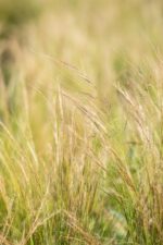 Stipa tenuissima - Afbeelding 3