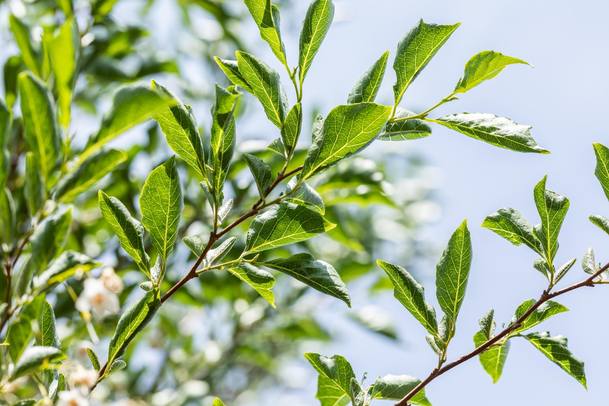 Styrax-japonicus-2 Styrax japonicus' - Afbeelding 1