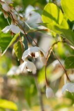 Styrax japonicus' - Afbeelding 2