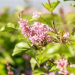 Syringa mey. 'Flowerfesta Pink'