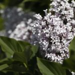Syringa meyeri 'Palibin'