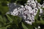Syringa meyeri 'Palibin'