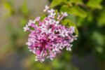 Syringa meyeri 'Palibin' - Afbeelding 2