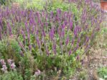 Teucrium x lucidrys