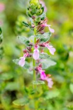 Teucrium x lucidrys - Afbeelding 2