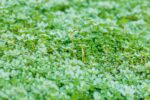 Thymus praecox 'Coccineus'