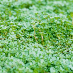 Thymus praecox 'Coccineus'