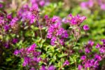 Thymus praecox 'Coccineus' - Afbeelding 2