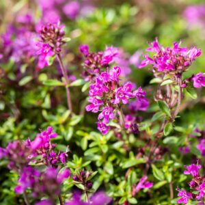 Thymus praecox 'Coccineus'