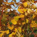 Tilia cordata 'Winter Orange'