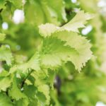 Ulmus holl. 'Wredei'