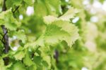 Ulmus holl. 'Wredei'
