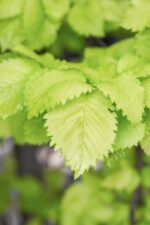 Ulmus holl. 'Wredei' - Afbeelding 2