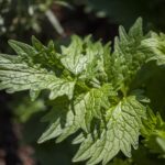 Valeriana officinalis