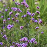 Verbena bonariensis 'Lollipop'