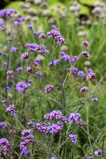 Verbena bonariensis 'Lollipop'