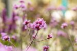Verbena bonariensis 'Lollipop' - Afbeelding 2