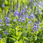 Veronica austriaca 'Knallblau'