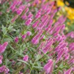 Veronica longifolia 'Charming Pink'